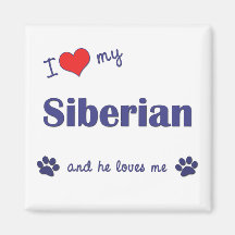 J'aime mon sibérien (le chat masculin) magnets
