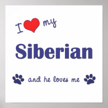 J'aime mon sibérien (le chat masculin) posters