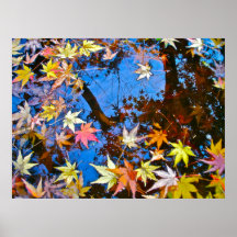 Japanese Maple Reflections Posters
