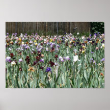 Jardin 2 d'iris affiche