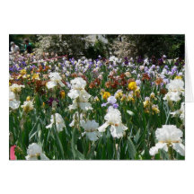 Jardin 4 d'iris cartes