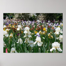 Jardin 4 d'iris posters