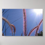 Jardin Bush 2 Posters