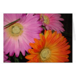 Jardin de marguerite de Gerbera Carte