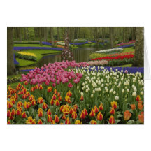 Jardin de tulipe et de jacinthe, jardins de Keuken Cartes De Vœux