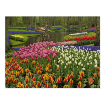 Jardin de tulipe et de jacinthe, jardins de Keuken Cartes Postales