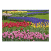 Jardin des tulipes, jacinthe de raisin et impression photo
