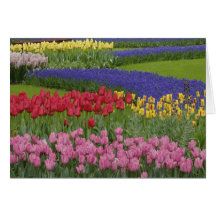 Jardin des tulipes, jacinthe de raisin et cartes de vœux