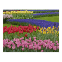 Jardin des tulipes, jacinthe de raisin et carte postale