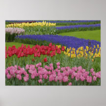 Jardin des tulipes, jacinthe de raisin et posters
