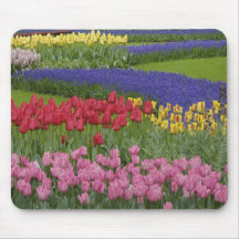 Jardin des tulipes, jacinthe de raisin et tapis de souris