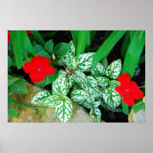 Jardin d'ombre affiche