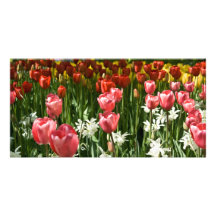 Jardin DSC0855 de tulipe Photocartes Personnalisées