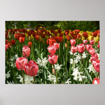 Jardin DSC0855 de tulipe Posters
