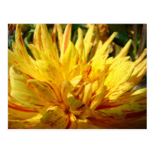 Jardin floral de dahlia de carte postale rouge jau