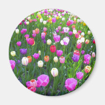 Jardin mélangé régénérateur de tulipe aimants