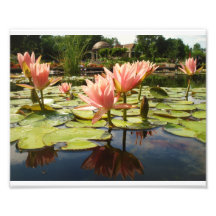 jardin submergé du lis 8x10 rose avec la réflexion photos d’art