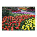 Jardins de tulipe carte