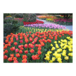 Jardins de tulipe invitations