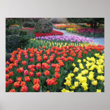 Jardins de tulipe posters