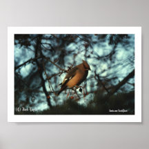 Jaseur de Bohème #01, (c) Jack Taylor, Zazzle.c… Affiche