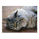 Je peux entendre vos pas - carte de chat cartes postales