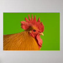 Jet Li le coq Affiches