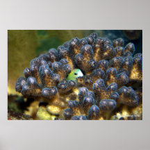 Jetez un coup d'oeil un huer ! posters