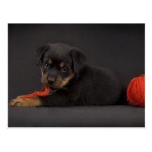 Jeu du chiot 5 cartes postales