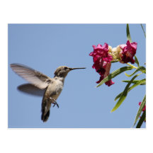 Jeune carte postale de colibri