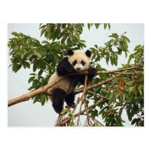 Jeune carte postale de panda géant