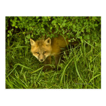 Jeune Fox rouge sortant de la dissimulation dans l Carte Postale
