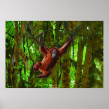 Jeune orang-outan en affiche d'art de faune de jun