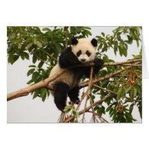 Jeune panda géant cartes de vœux