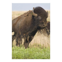Jeune taureau de bison de Fiesty chez le Tallgrass Impression Photo