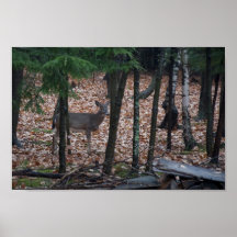 Jeunes cerfs communs en bois du New Hampshire Poster