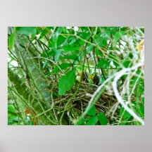 Jeunes oiseaux d'emboîtement poster