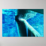 Joint Posters
