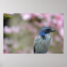 Joli oiseau bleu posters