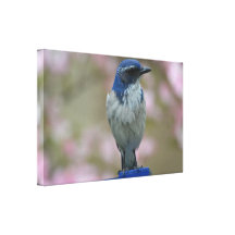 Joli oiseau impressions sur toile