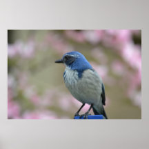Joli oiseau posters