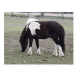 joli poney au parc cartes postales