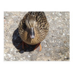 jolie carte postale de canard cartes postales