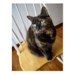 Jolie carte postale de chat de Torti