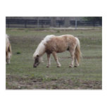 jolie carte postale de poney cartes postales