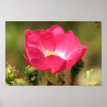 Jolis roses posters