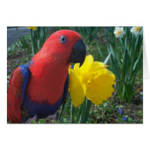 Jonquille d'Eclectus -- Grand Carte
