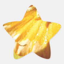 Jonquille embrassée par le gel stickers en étoile