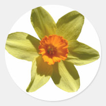Jonquille, fleur de ressortissant de Gallois Adhésifs Ronds