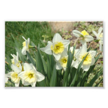 Jonquilles blanches photographies d’art